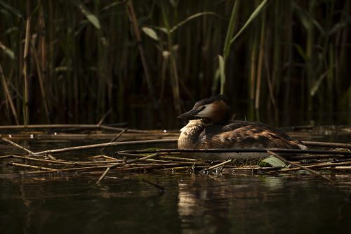 11 elfriede Biesbosch.jpg