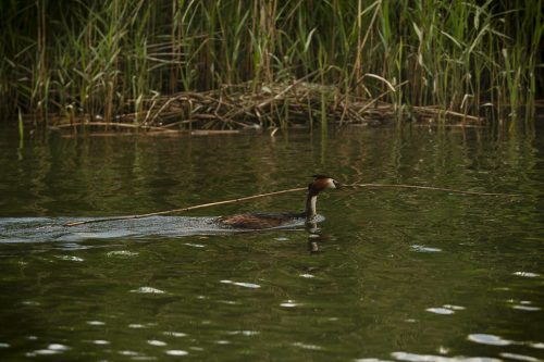 12 elfriede Biesbosch.jpg