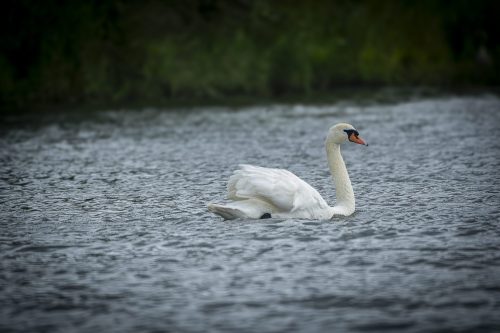 1 elfriede Biesbosch.jpg