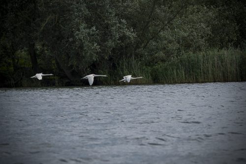 21 elfriede Biesbosch.jpg