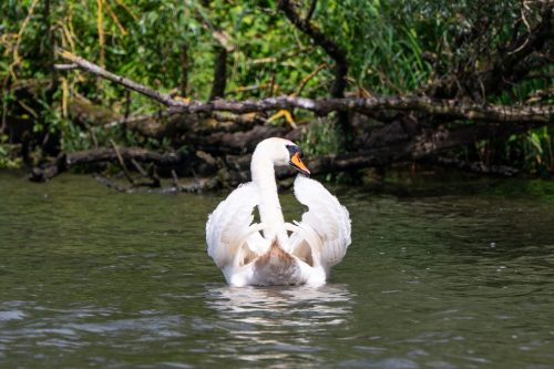 2 greet biesbosch