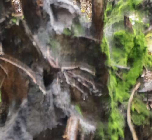 5 Gert Abstract