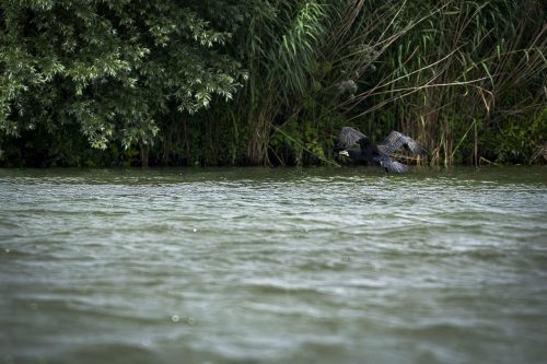 5 elfriede Biesbosch.jpg