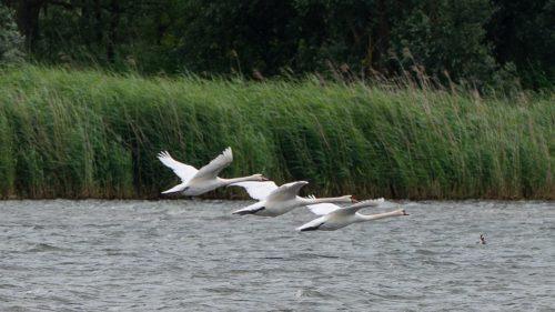 6 greet biesbosch