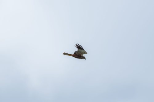 9 elfriede Biesbosch.jpg