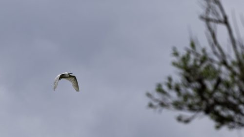 DSC 0809