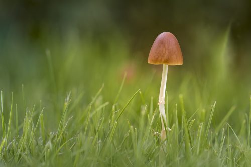DavidB Herfst-1