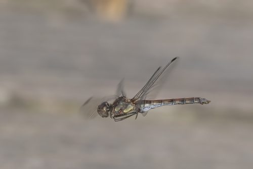 Bruinrode Heidelibel