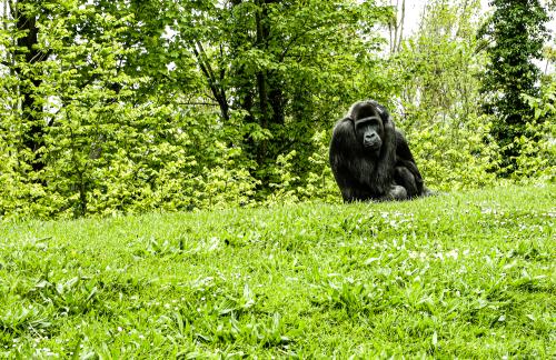 Gert Gaiazoo Kerkrade-1