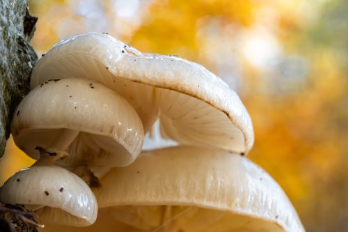 Herfst AnVT