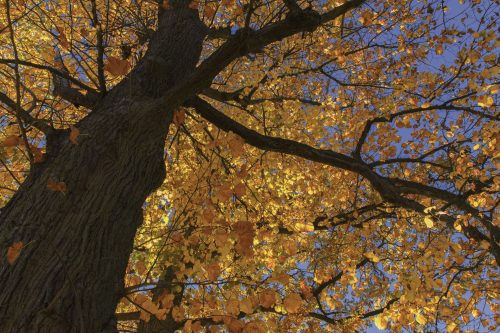 Lutgart herfst