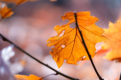 Marleen Herfst